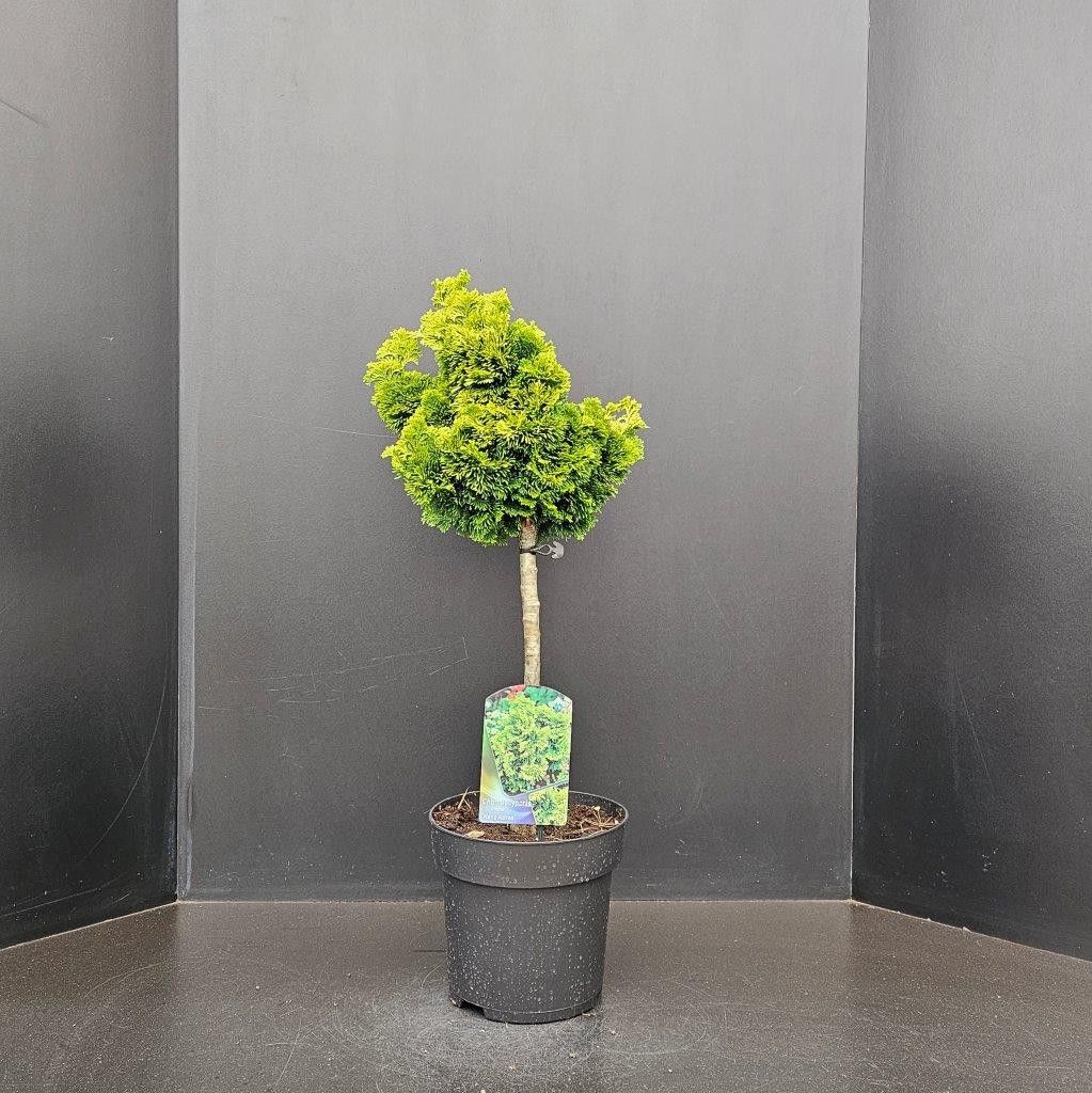 Chamaecyparis obtusa 'Nana Aurea', D 26