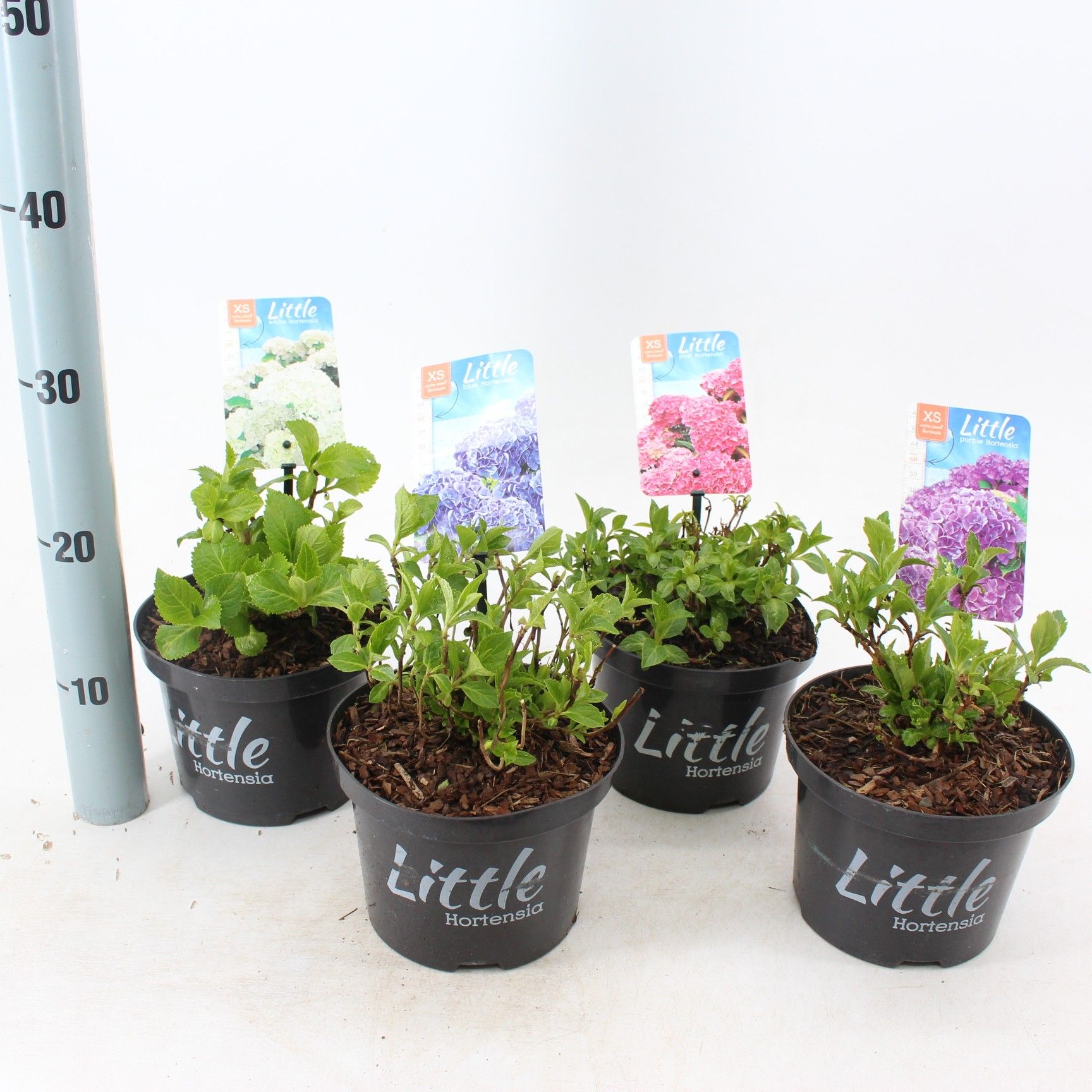Hydrangea macr. 'Little XS' mix (minimum order one layer), D 17