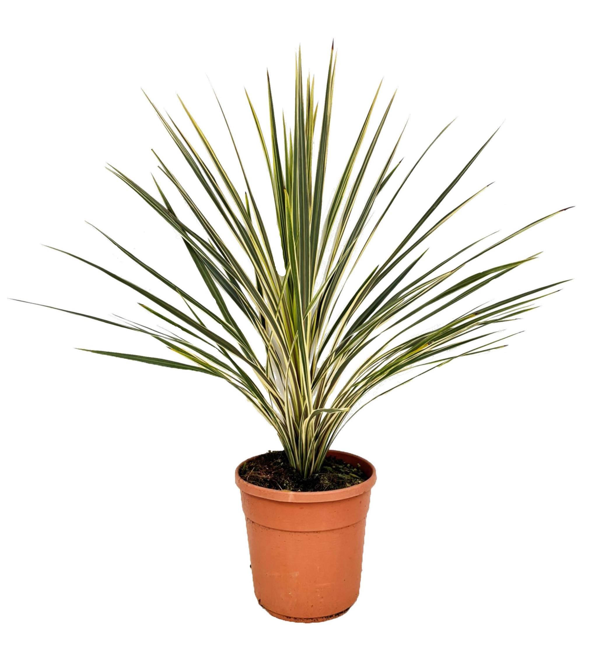 Cordyline torbay dazzler, D 24