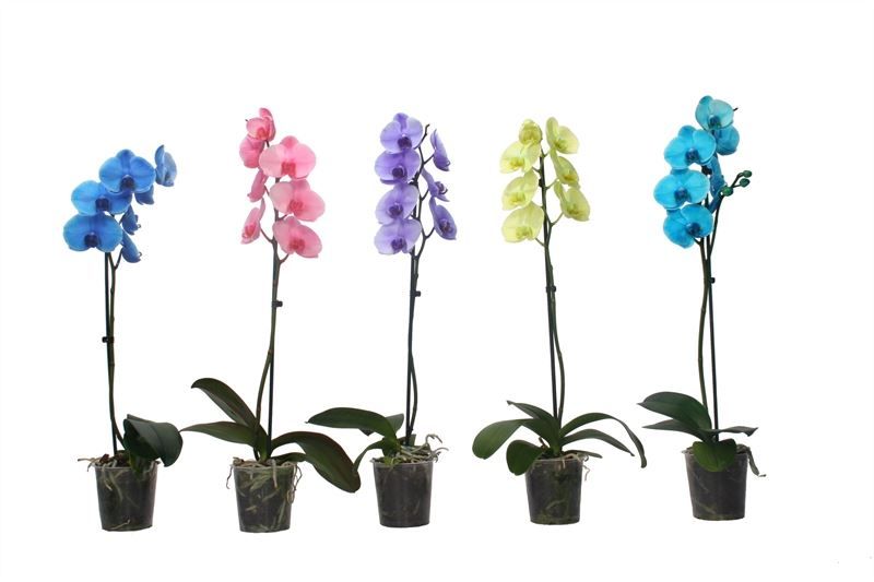 Phal I am mix 1T06+, D 12