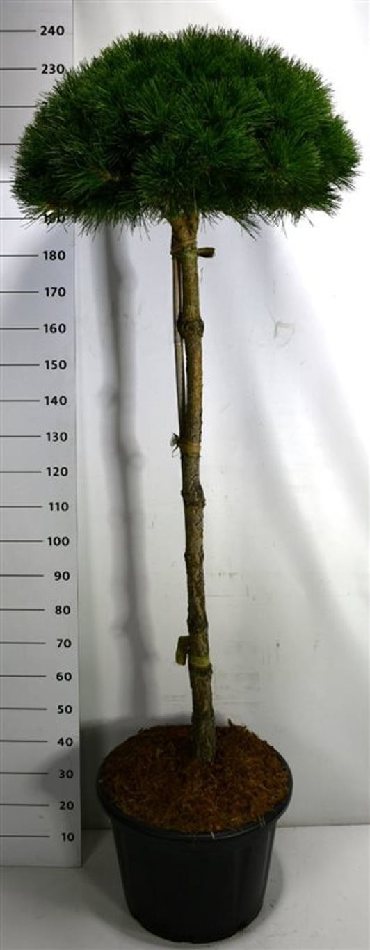 Pinus nigra 'Pierrick Bregeon', D 54