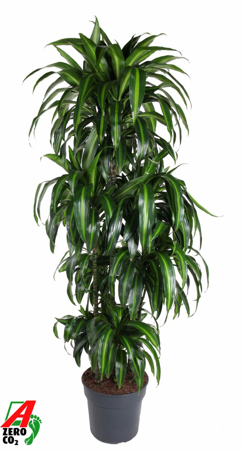 Dracaena Hawaiiana 120-carrousel, D 34