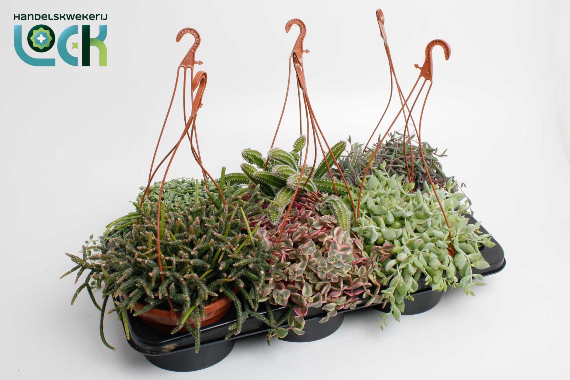 Succulenten mix hanging, D 15