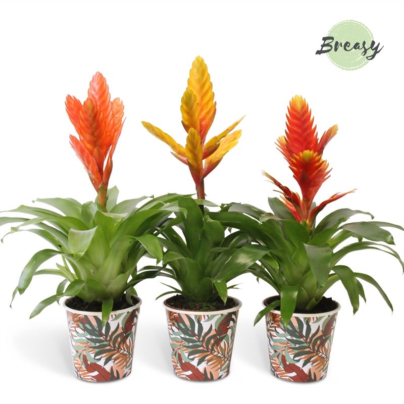 Vriesea Green - 13cm in Ponza | Mimesis, D 12