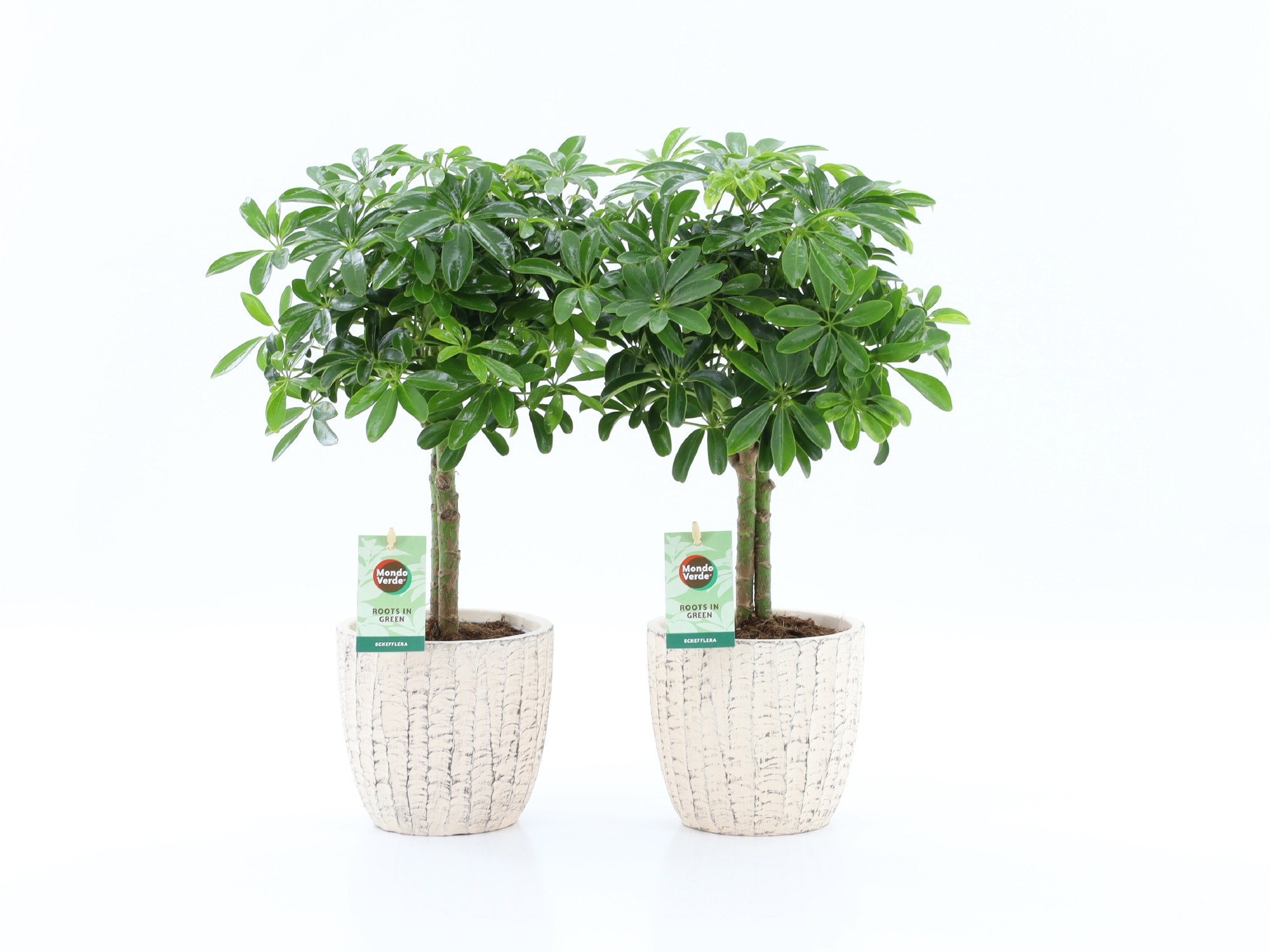 Schefflera Luseana in Sculpture keramiek, D 13