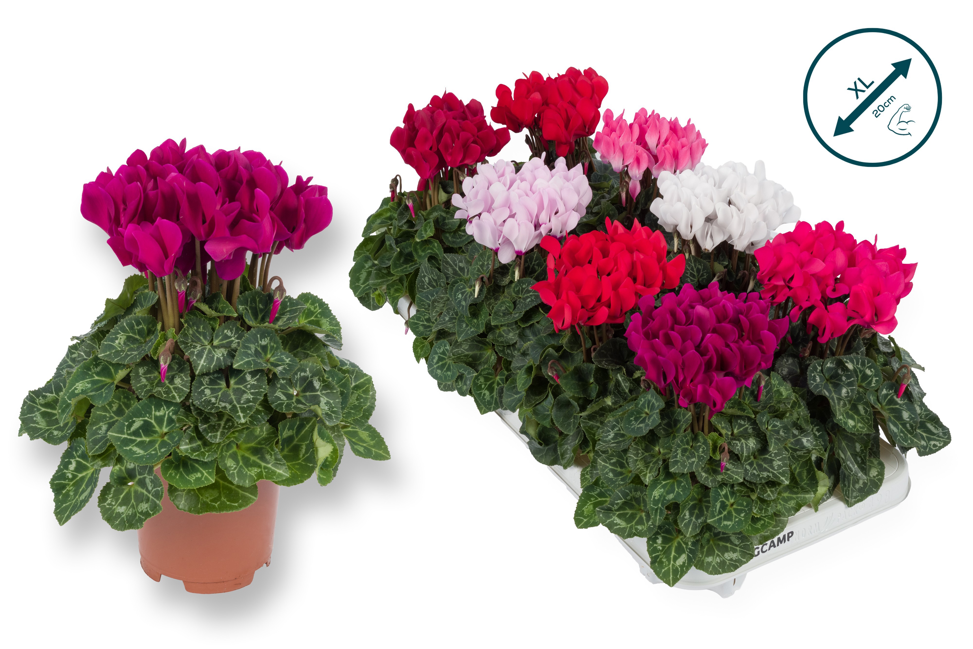 Cyclaam XXL MIX EURODAN, D 10,5