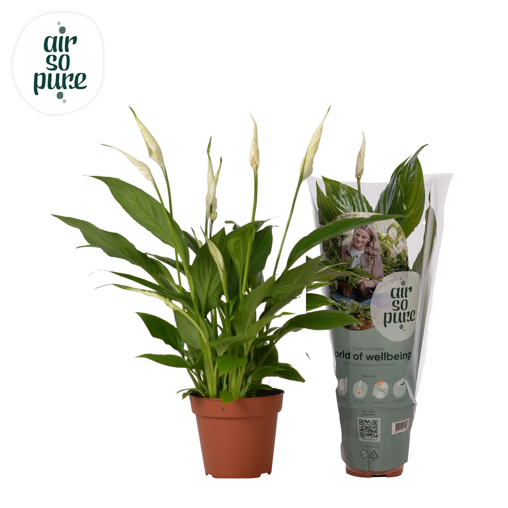 Spathiphyllum 12 cm Torelli Air So Pure, D 12