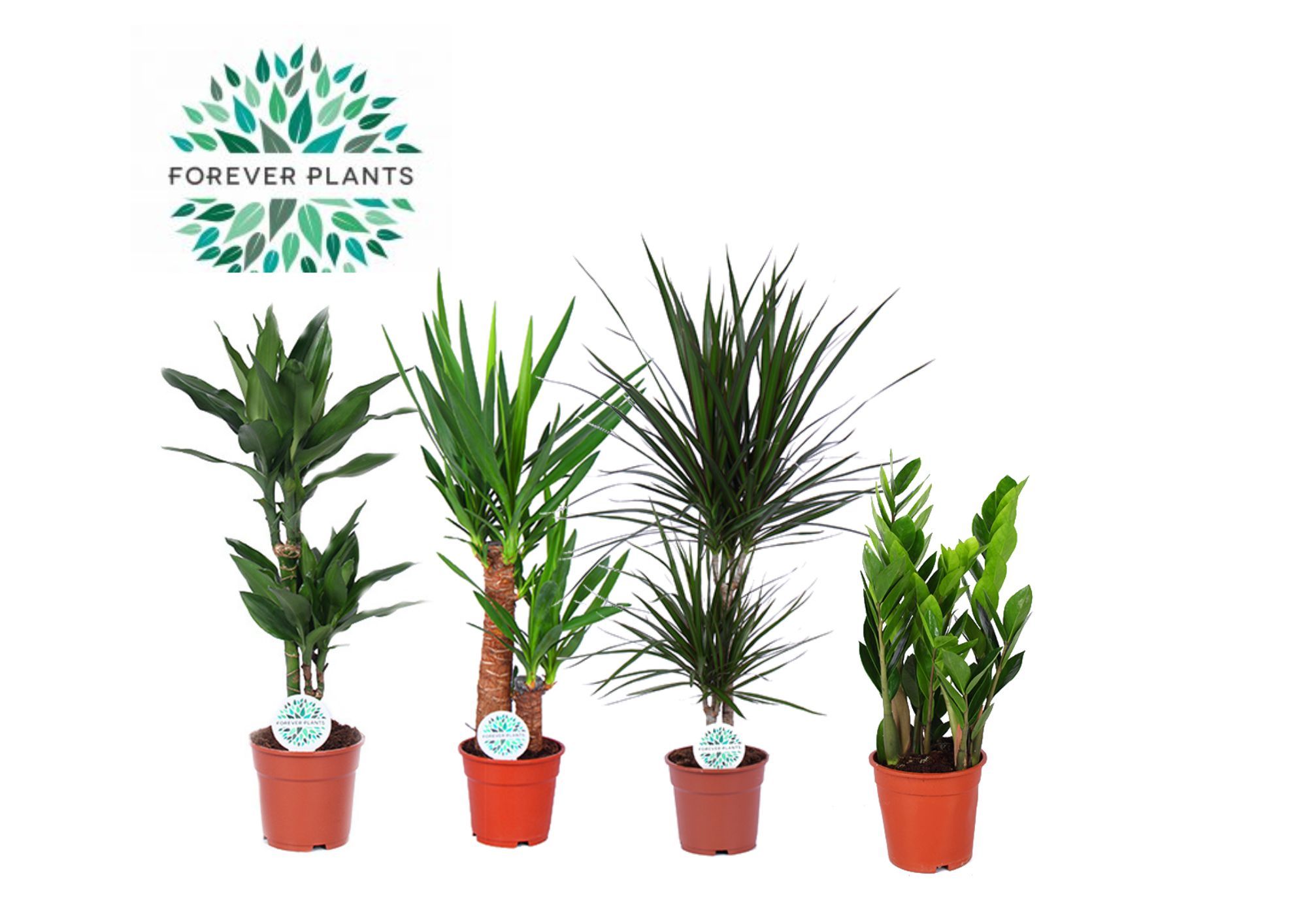 Groenmix Santos p17, D 17