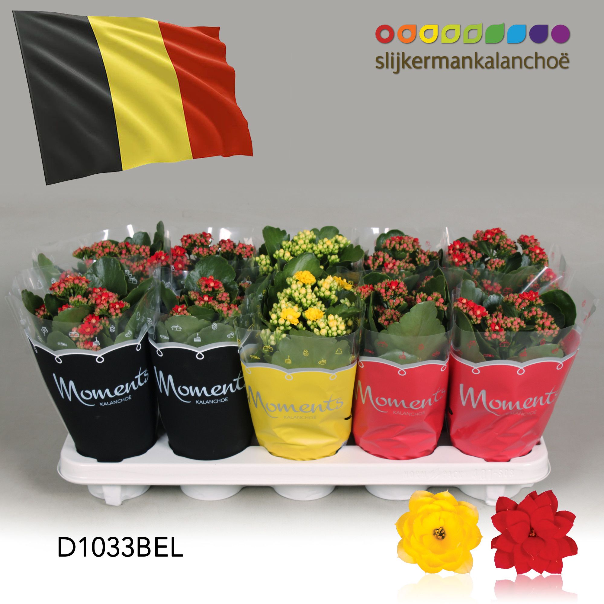 Kalanchoe Moments - Belgium flag, D 10,5