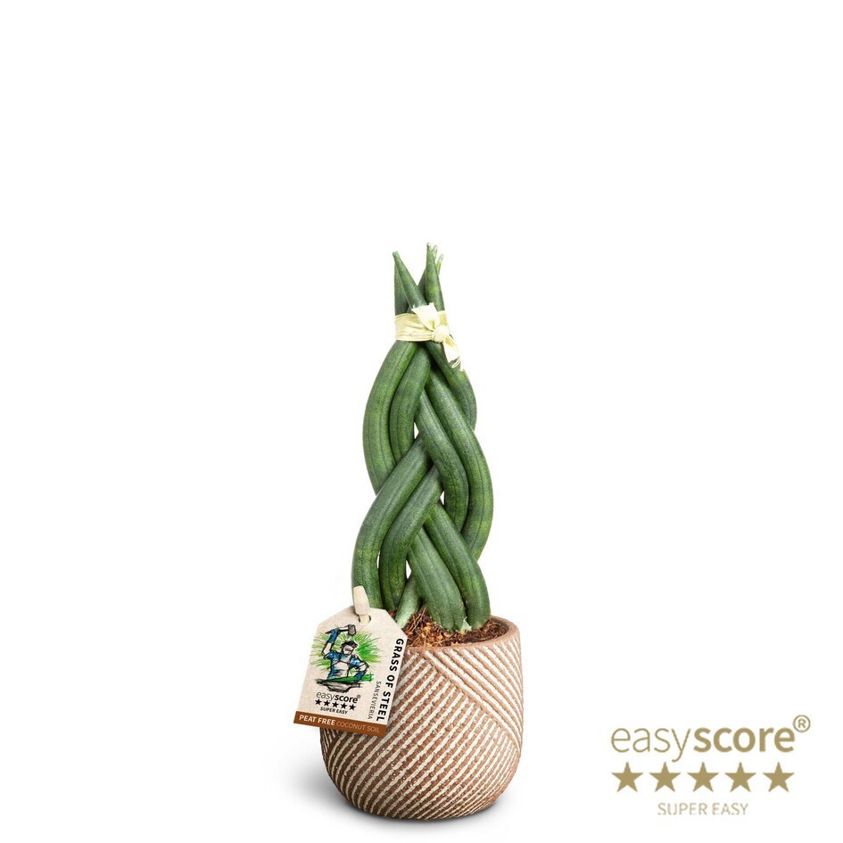 SANSEVIERIA CYLINDRICA 40631142 Grove Braid, D 7