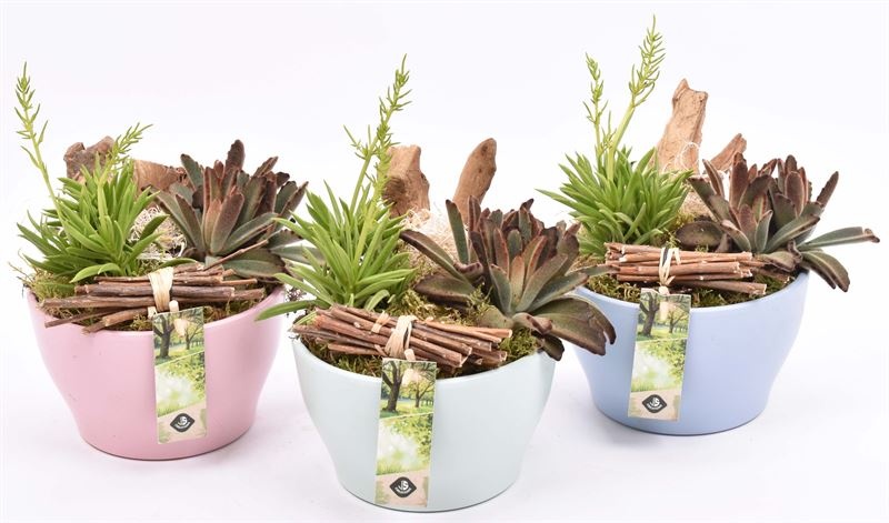 Keramiek schaal kl.mix 15cm, D 16