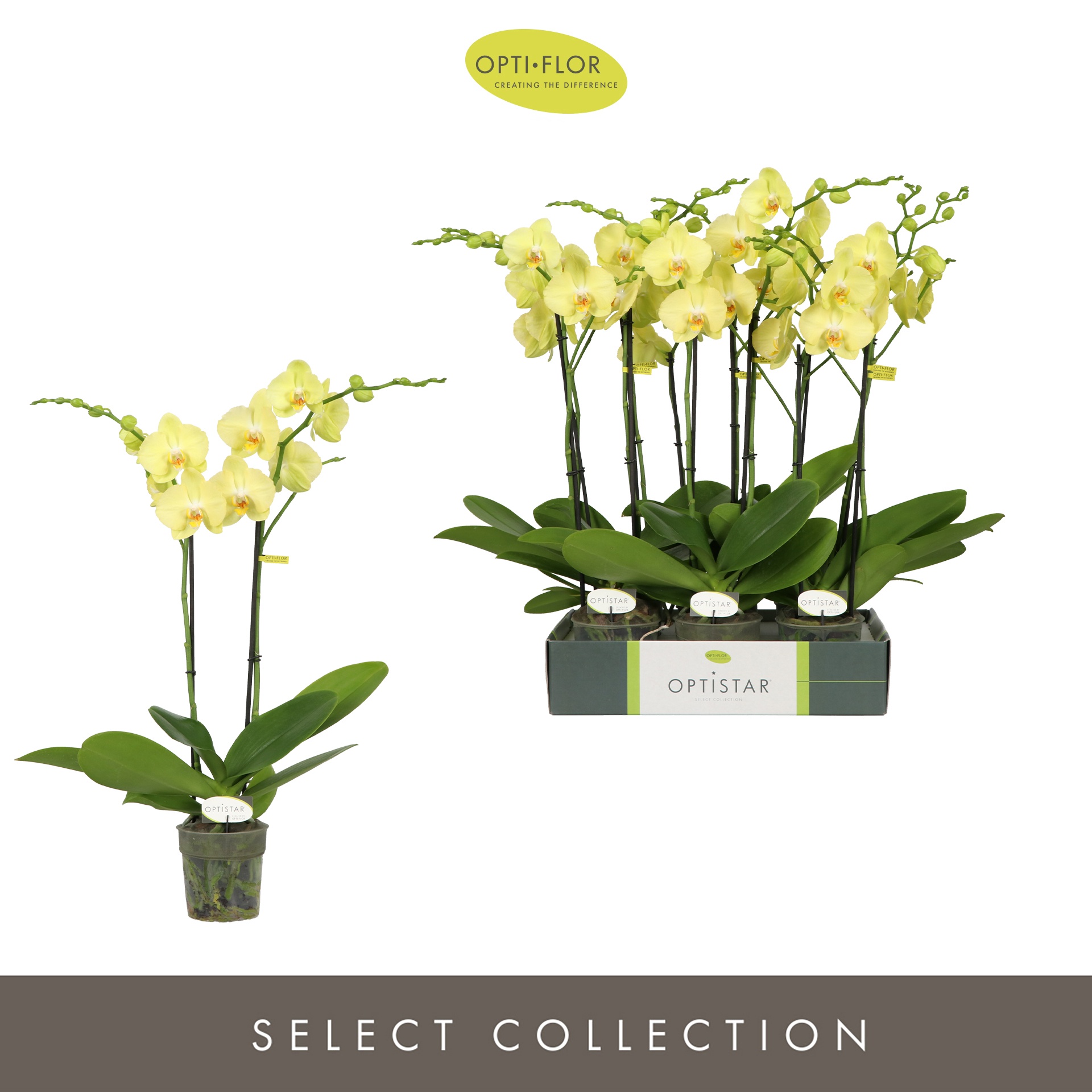 Optistar Ferrara 2 spike, D 12 cm