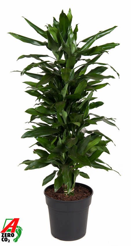 Dracaena Janet Lind vertakt P27, D 27