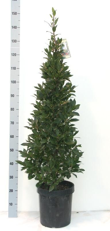 Laurus nobilis Pyramide - Vlaamse Laurier Europees Erkend, D 34