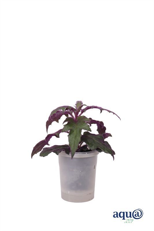 Gynura p06 aurantiaca purple passion Aqu@, D 6