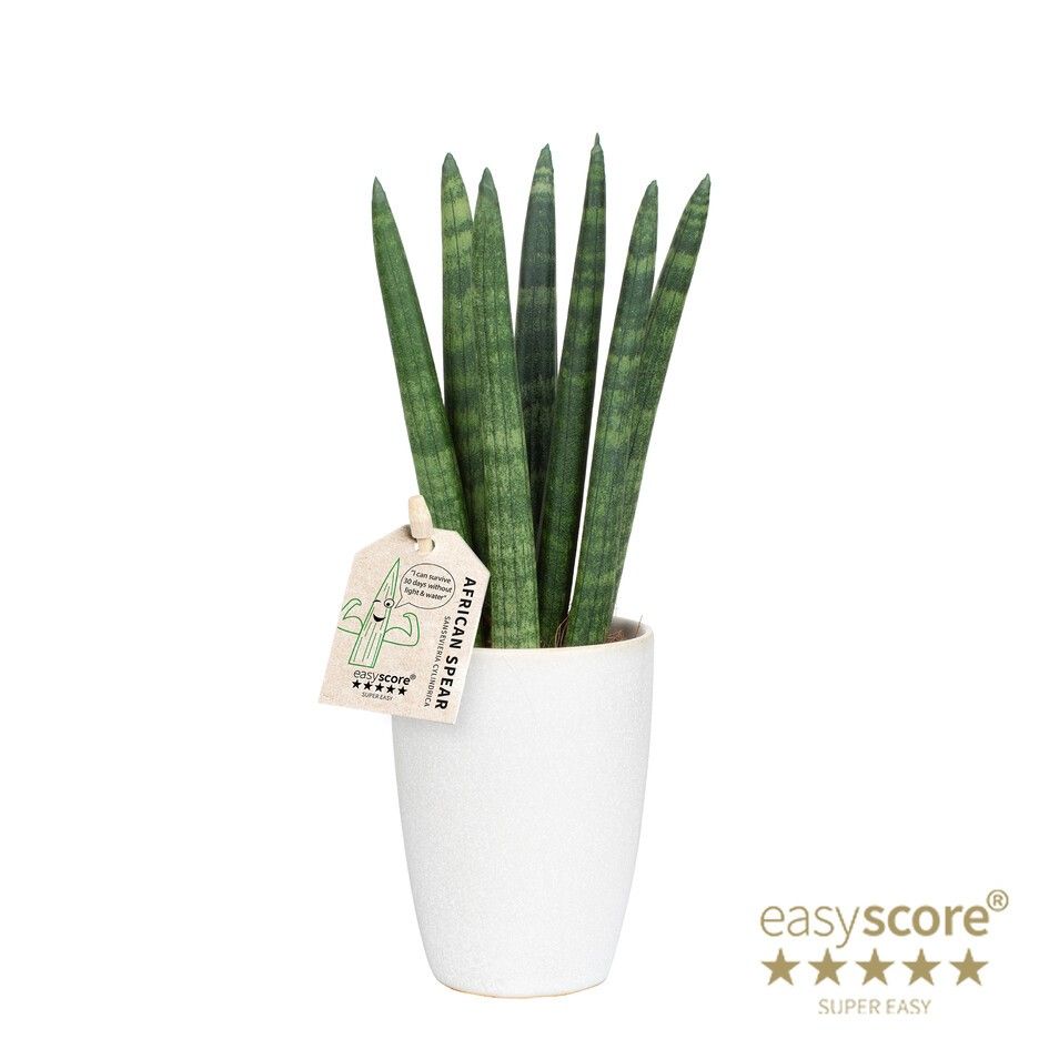 Classic White, Sansevieria ´Straight´, D 7