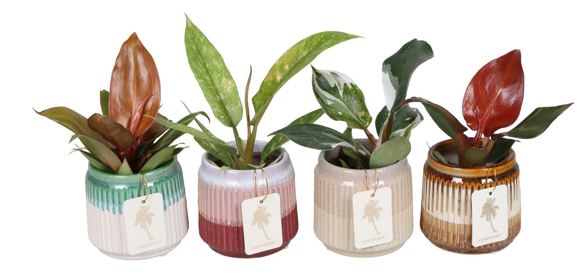 L 67375 with Philodendron Mix 6 cm, D 6