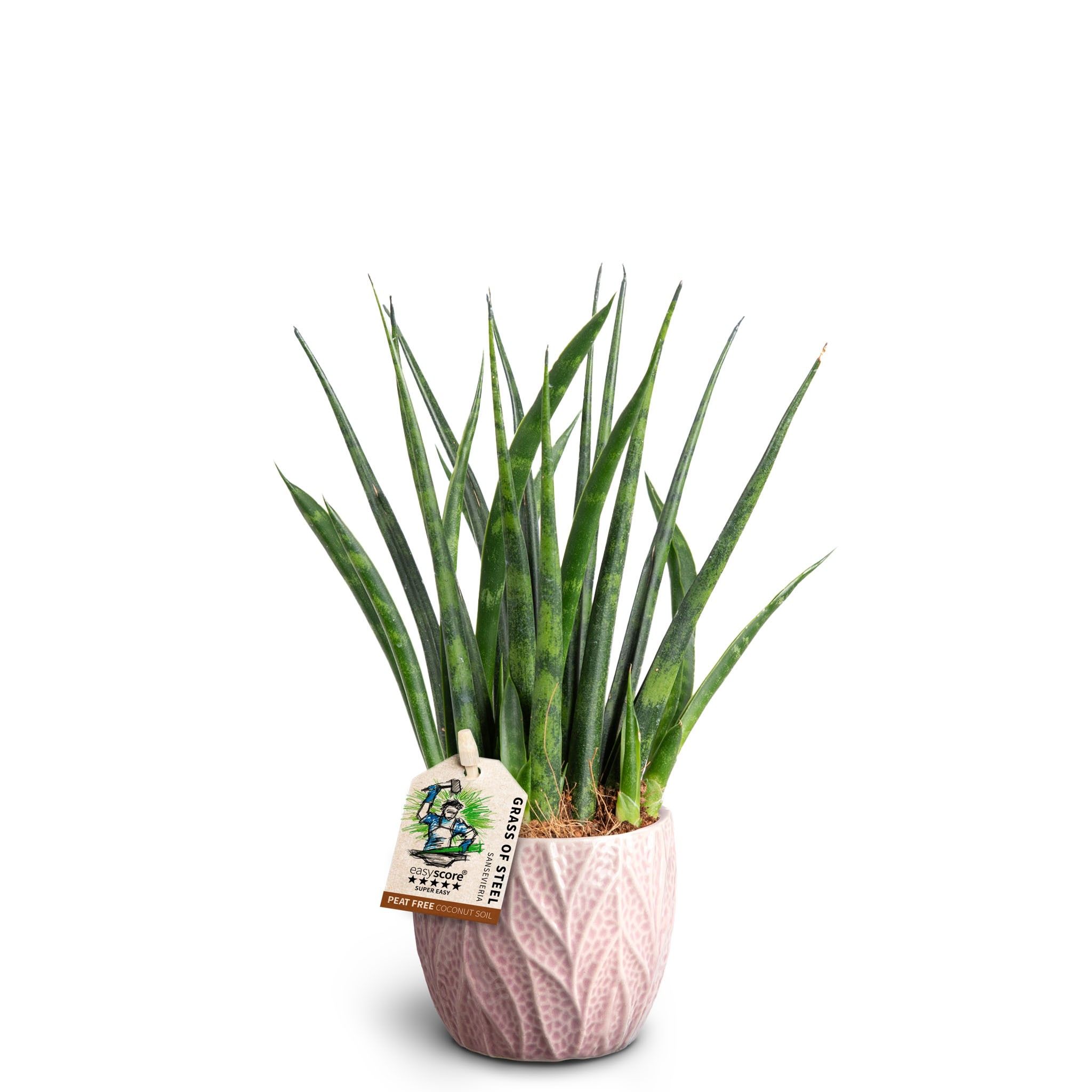 Leaf Rosa, Sansevieria ´Fernwood´, D 7