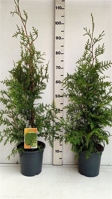 Thuja occ. 'Brabant', D 19