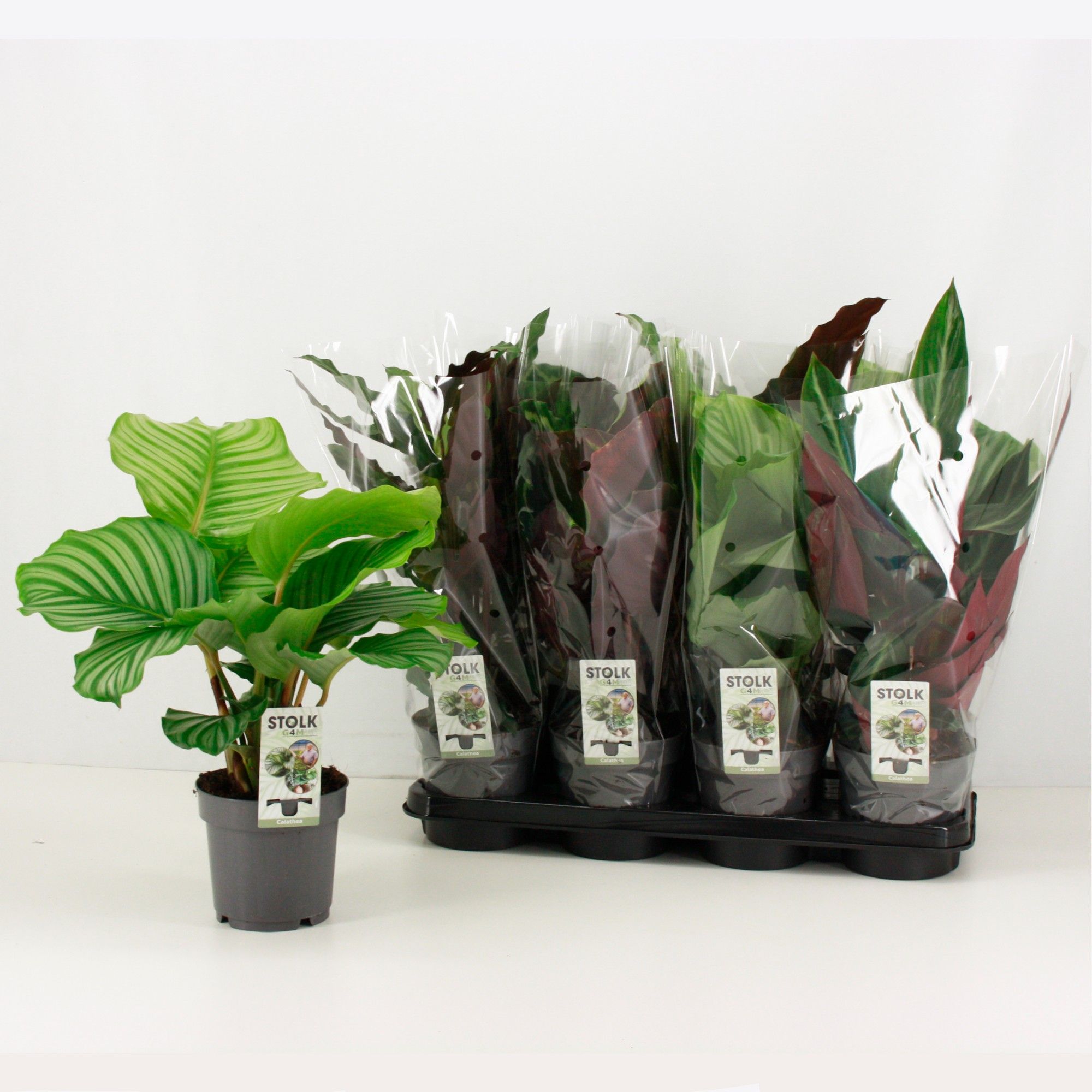 Calathea 14cm exclusive mix (rondbladige types), D 14