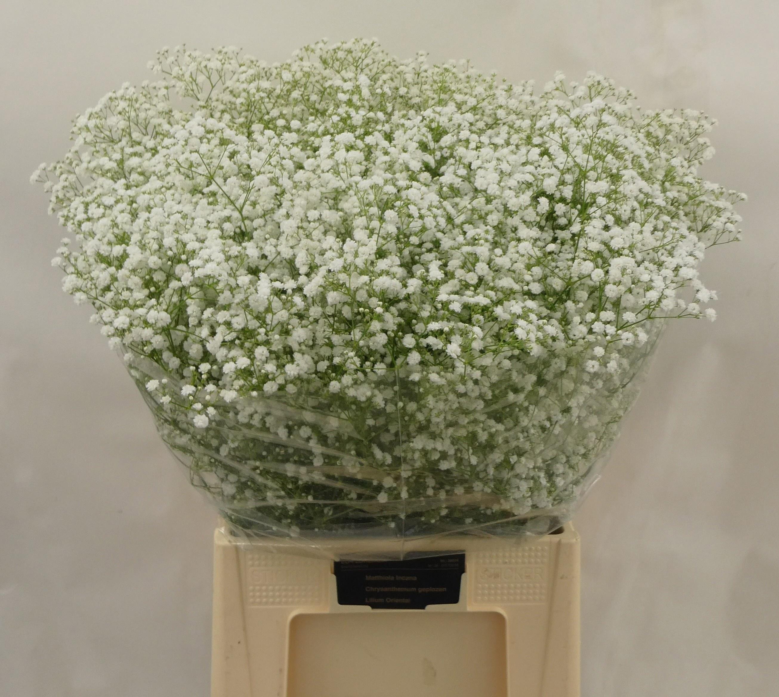 Гипсофила Экселенс 80 (бел.), шт.
