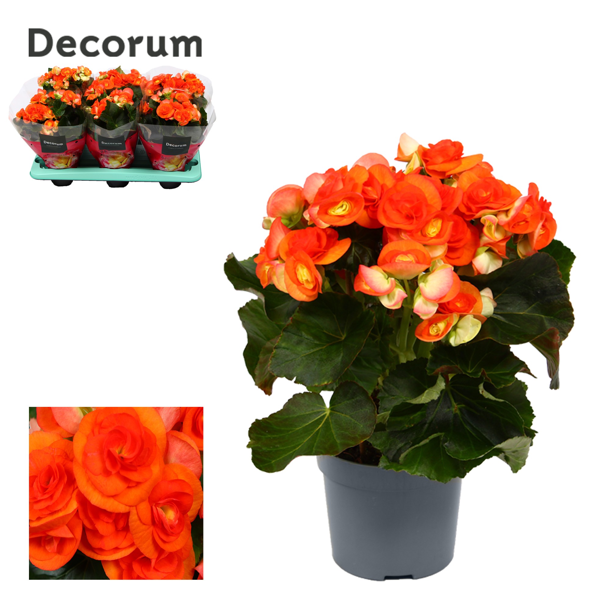 Begonia ''reina'' oranje 13 cm Decorum, D 13