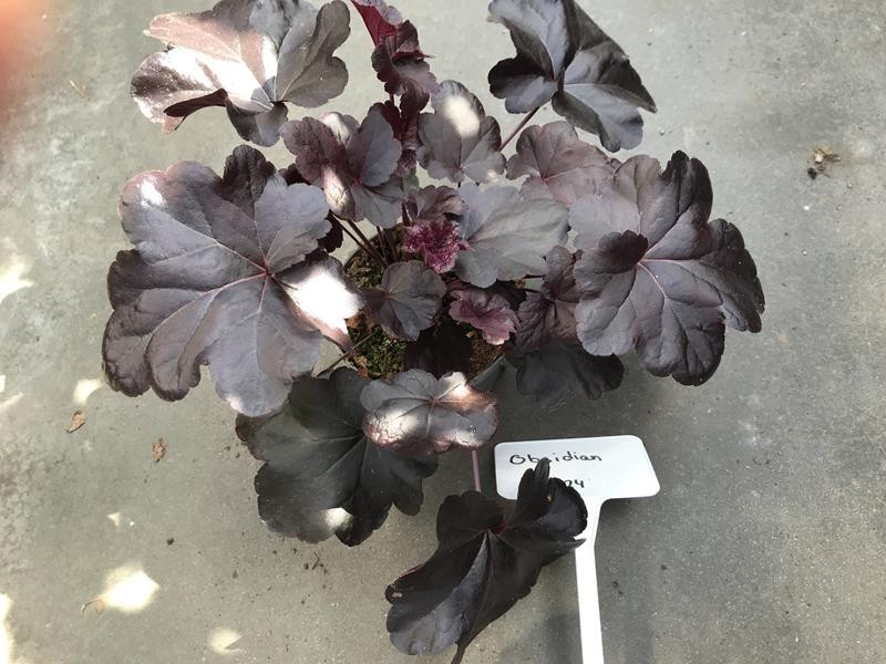 HEUCHERA-HYBRID 'OBSIDIAN', D 12