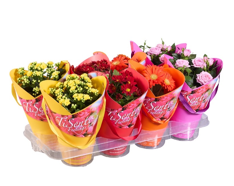 Bloeimix 12 cm | Mix 2 | Stacy tasje, D 12