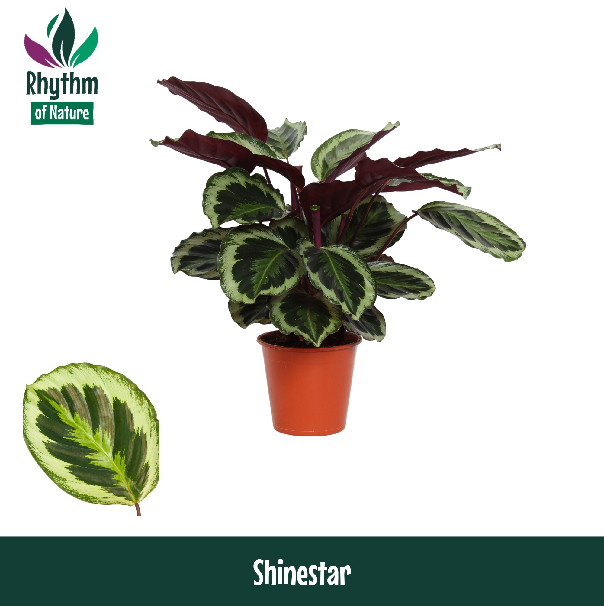 Calathea 19cm Shinestar - Rhythm of Nature zonder hoes, D 19