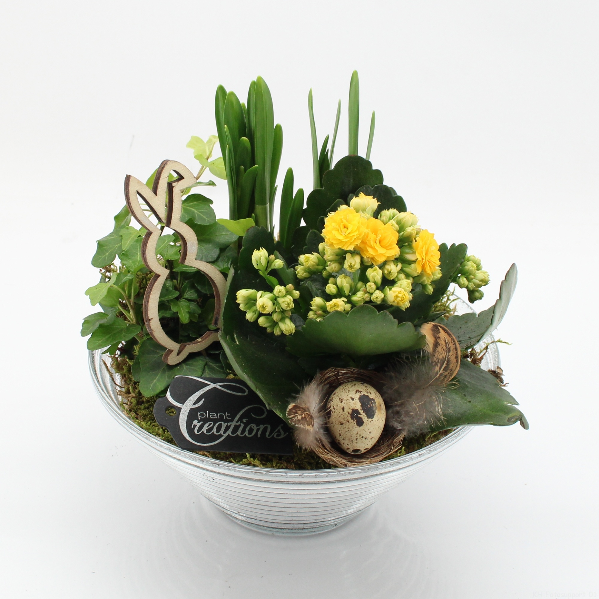 PNCR-2638 Paas narcis creatie, D 20