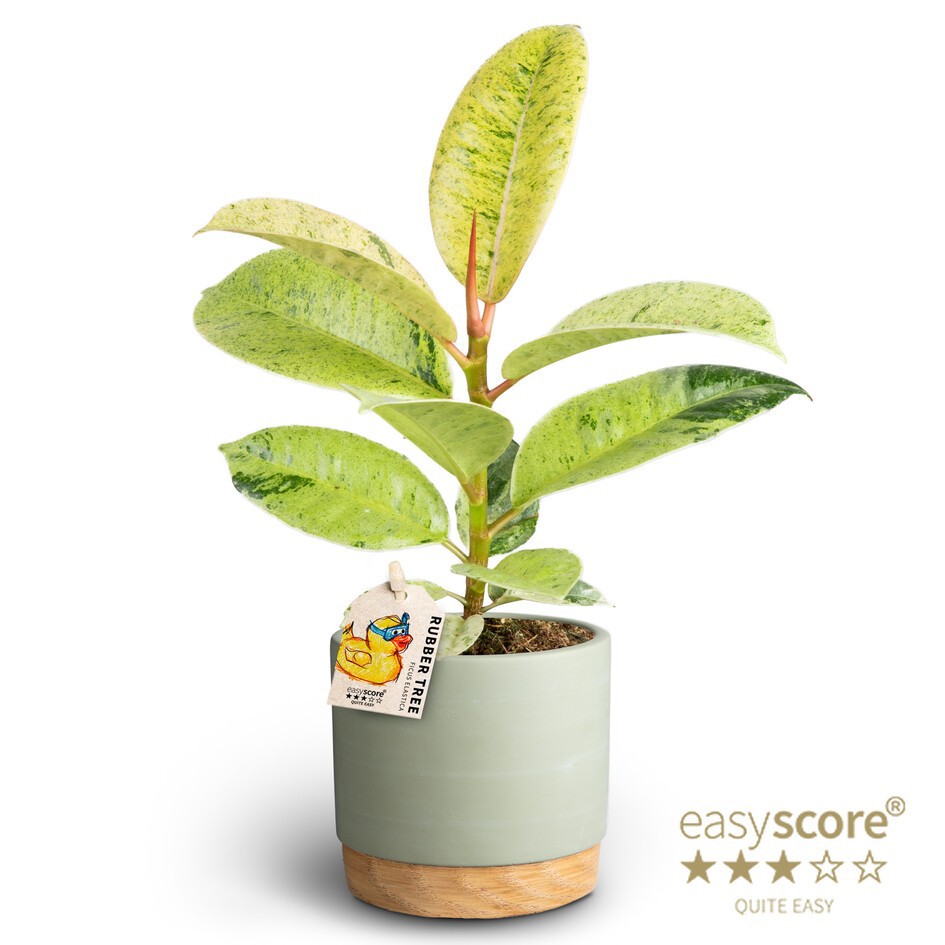 Woodbase Green, Ficus elastica ´Shivereana´, D 10