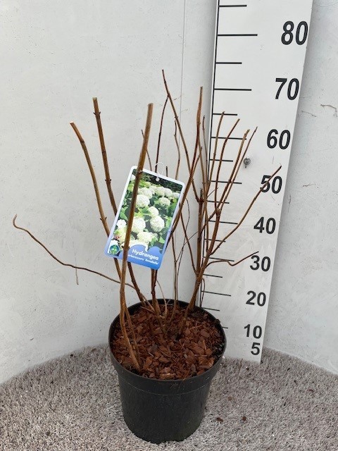 Hydrangea arb. Annabelle 50-60 cm struik P26 C7,5, D 26