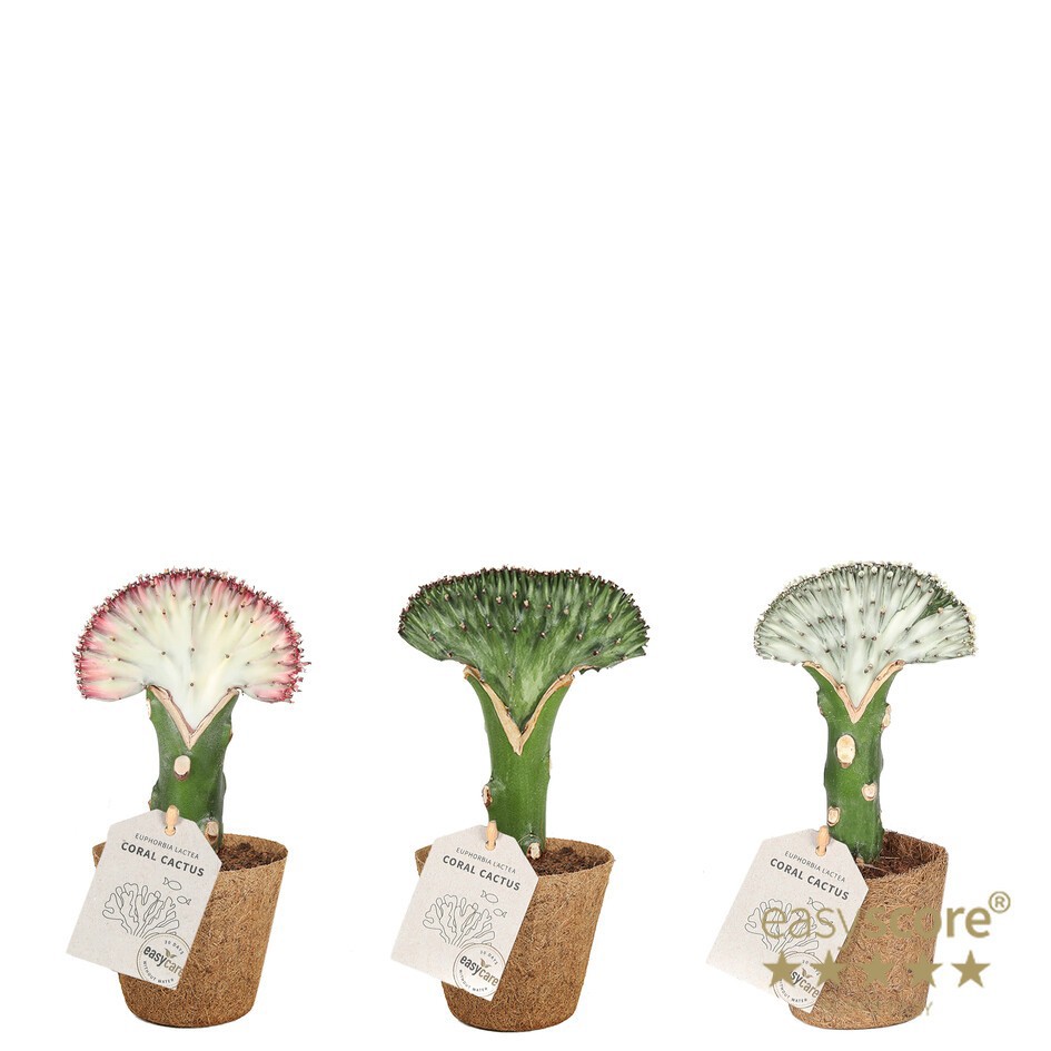 EUPHORBIA LACTEA 20917000, D 9