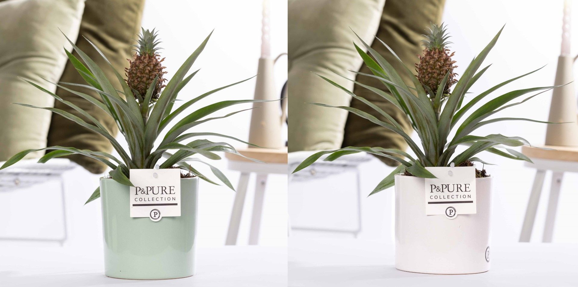 Ananas Rosita in P&PURE Essential ceramics ass. 2, D 12