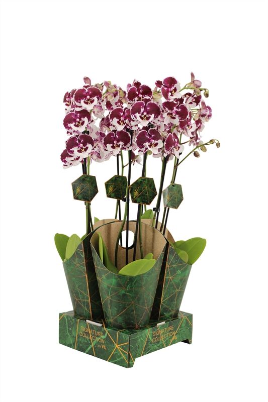 Potcover p12 golden nature Phal Signature Spider 2T16+, D 12