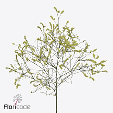 Лимониум Чайна Лемон 60, шт.