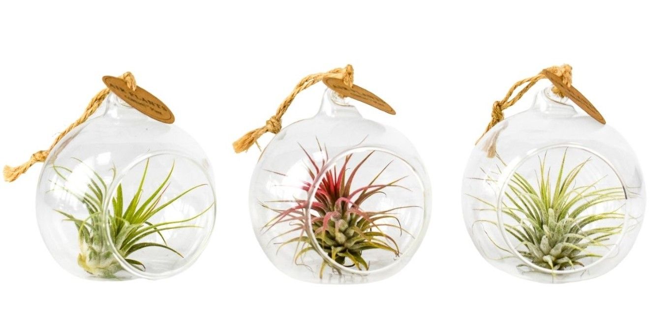 tillandsia glas hangbol mini, D 8