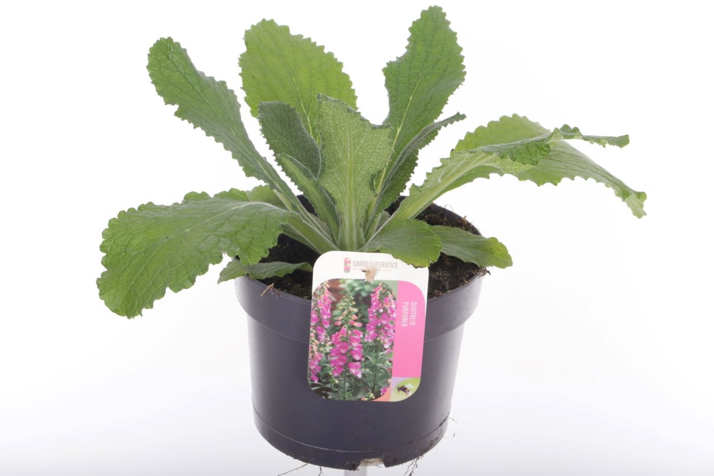 Digitalis purp. William Early Rose, D 17