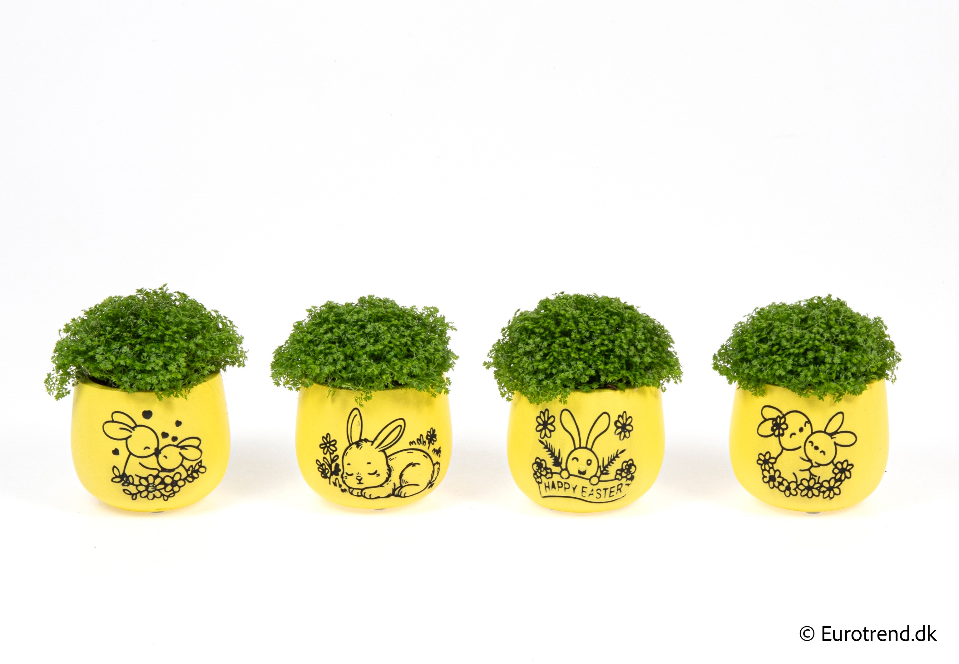 Sellaginella in Easter ceramic 2026, D 6