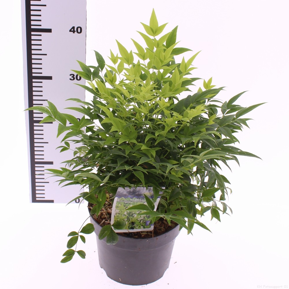 Nandina domestica 'Lemon and Lime', D 19