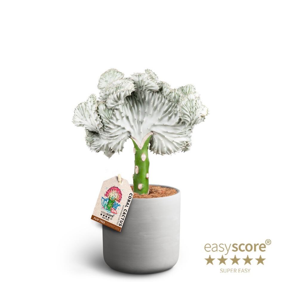 EUPHORBIA LACTEA 41417054 Raw Grey Lactea, D 16