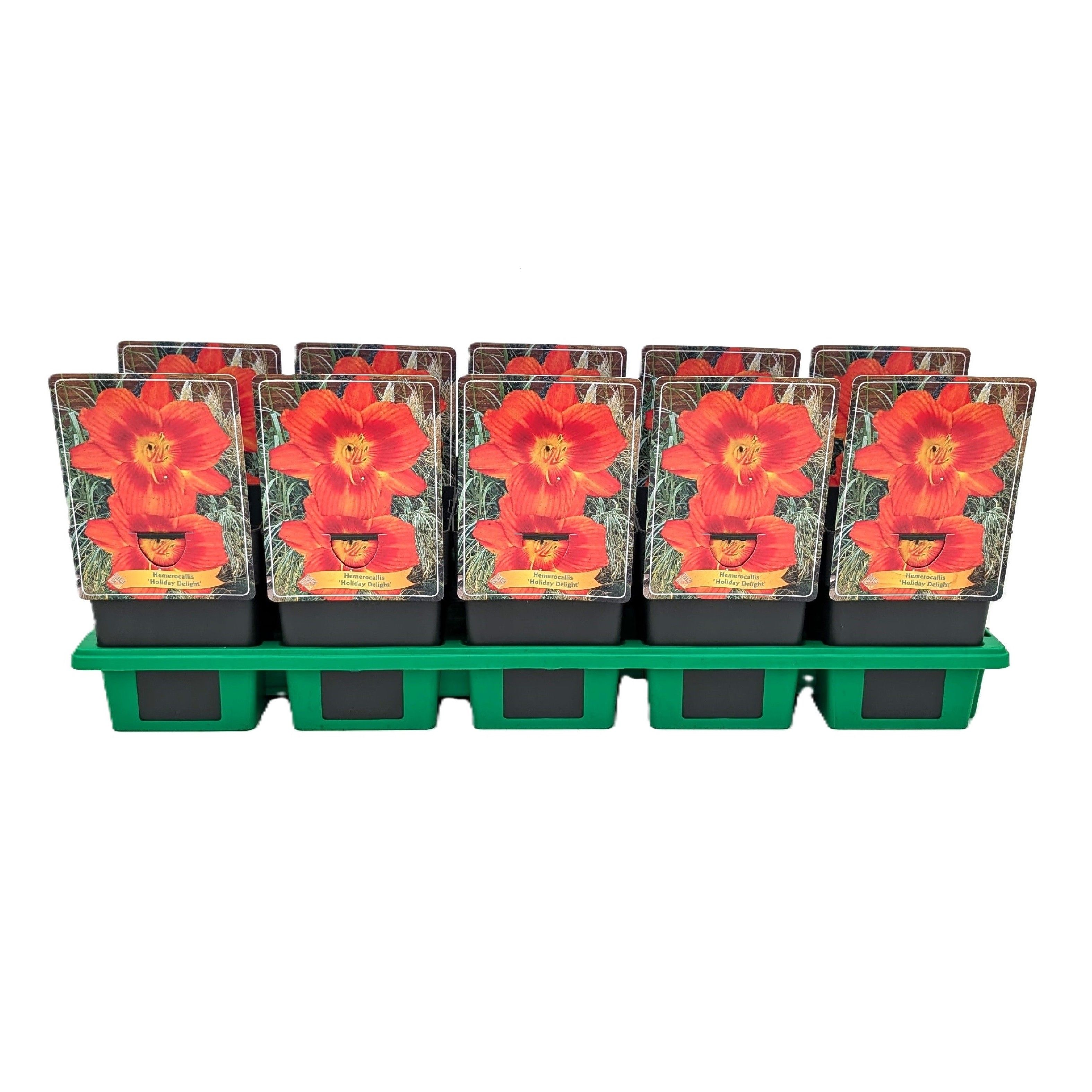 Hemerocallis 'Holiday Delight' P11, D 11