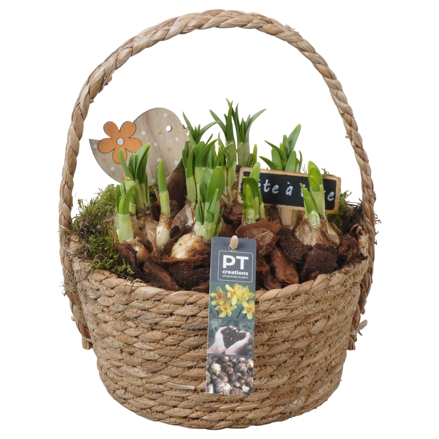 PTN8610 Arrangement Narcissus in rieten mand, D 22
