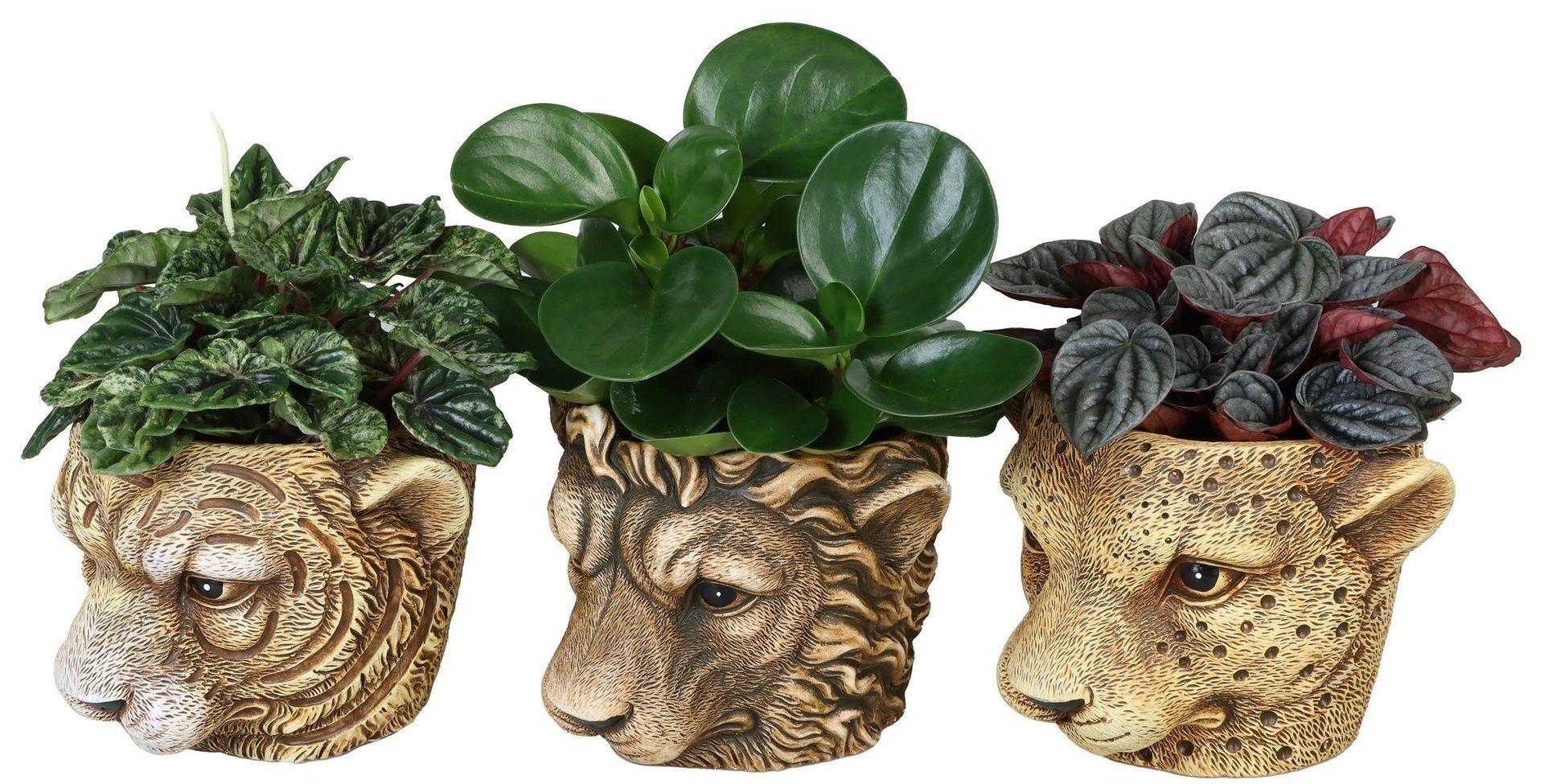 L 67305 with Peperomia Mix 12 cm, D 12