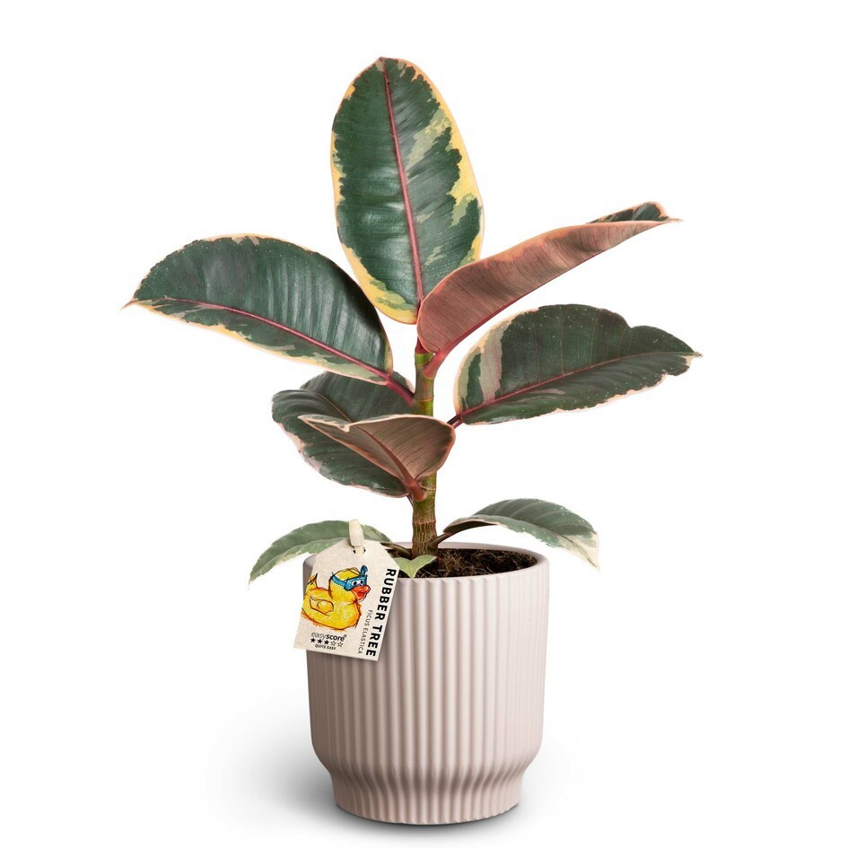 FICUS ELASTICA 40920263 Nordic L Belize, D 10