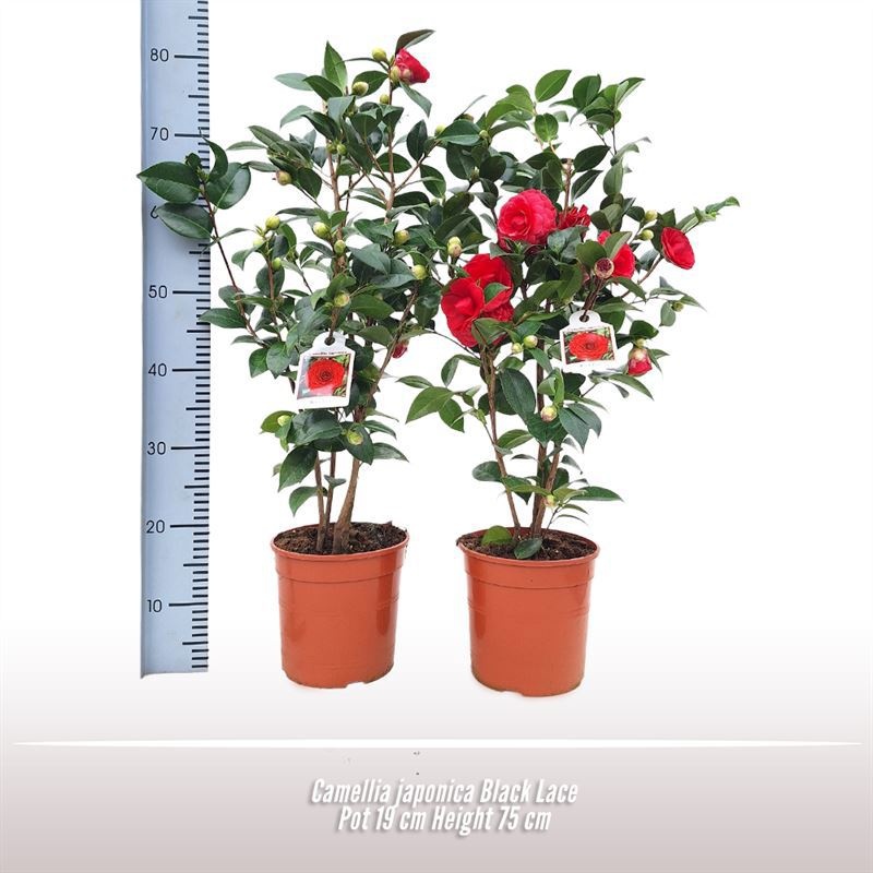 Camellia japonica Black Lace, D 19