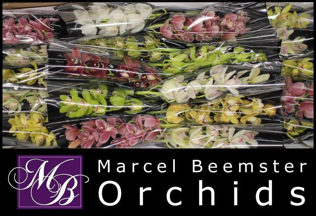 Цимбидиум мини Микс x20 40, шт.