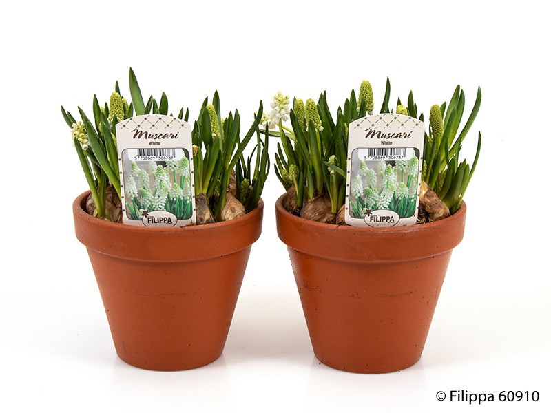 MUSCARI ARMENIACUM 'WHITE MAGIC', D 12