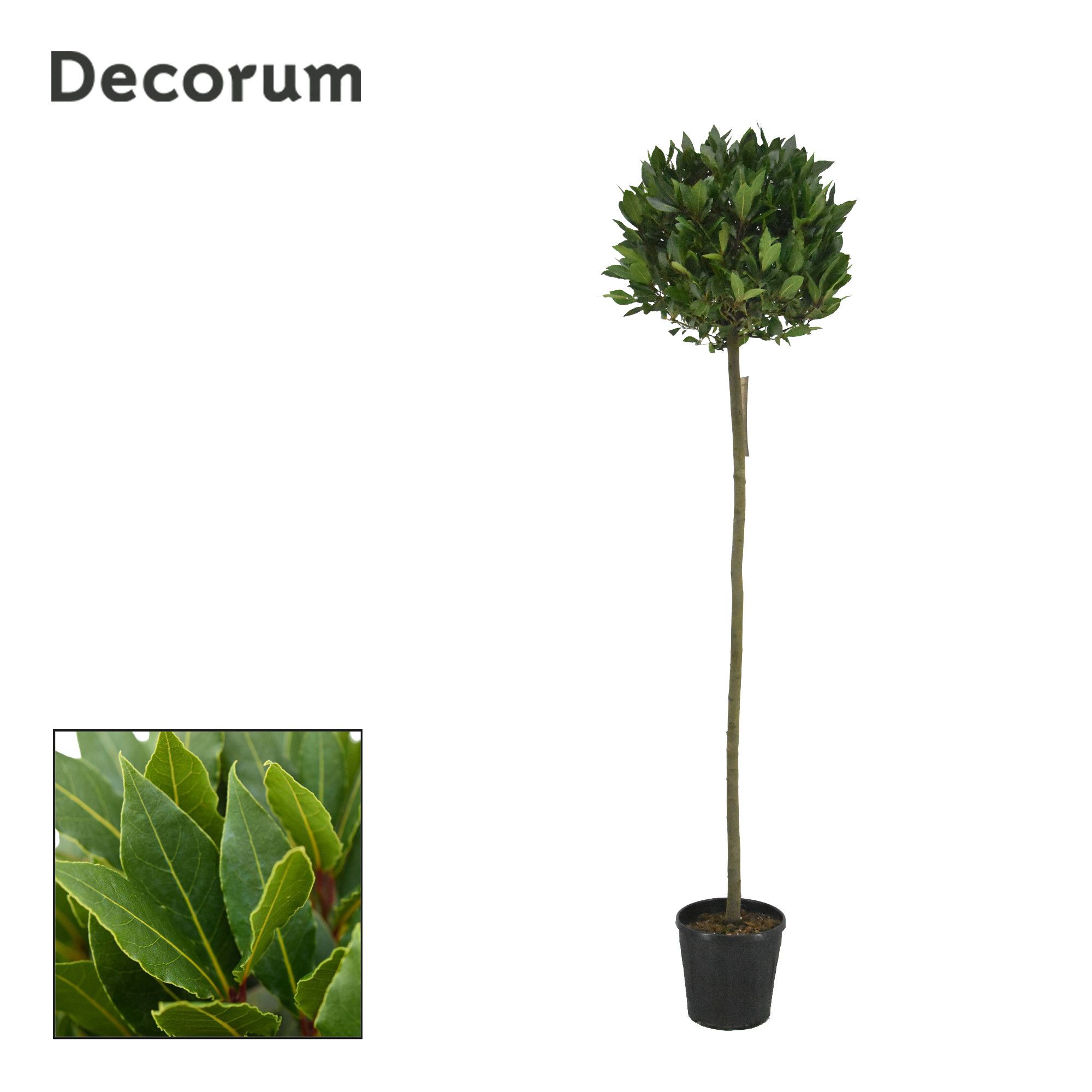 Laurus nobilis Bol op stam, D 25