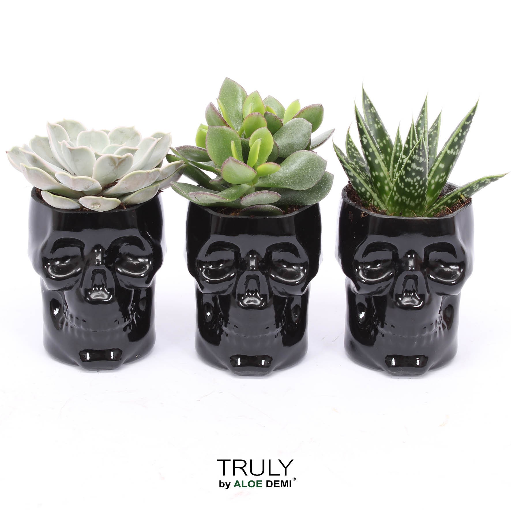 TRULY Succulent, Skull glass, D 9